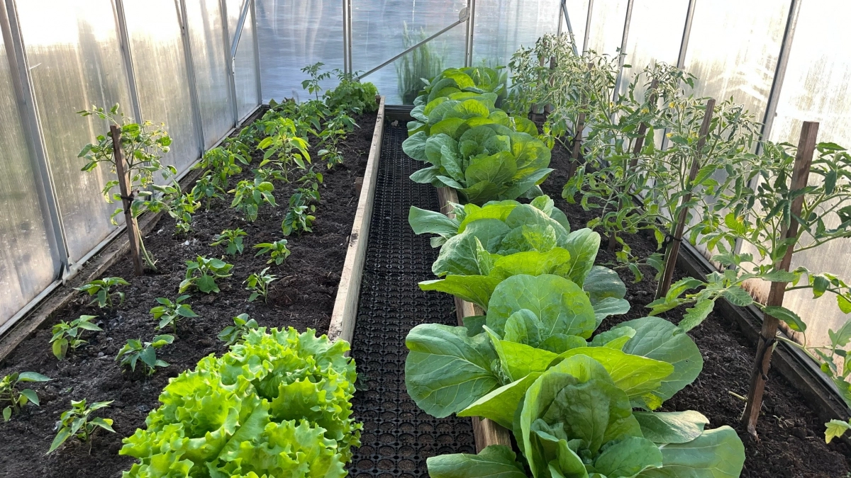 Когда в теплице висят пакеты, урожай растёт как на дрожжах: объясняем, в чём фокус