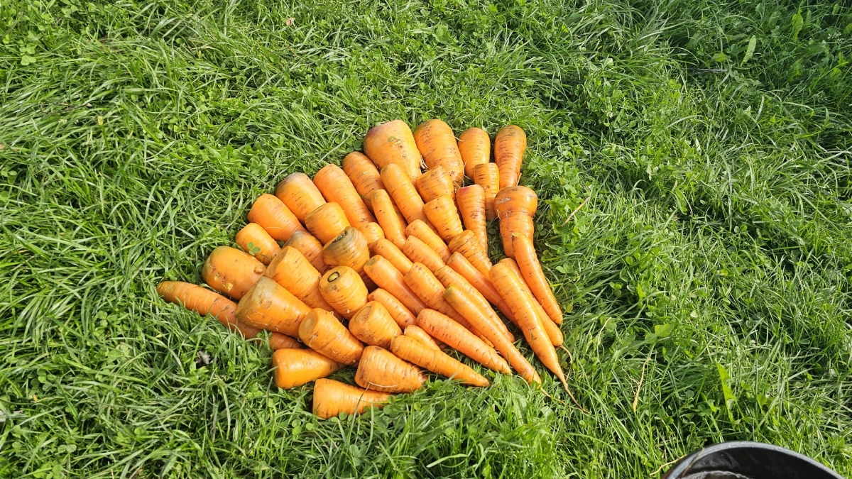 Делаю посев моркови за 20 минут: прореживать больше не придется — проверял 5 лет