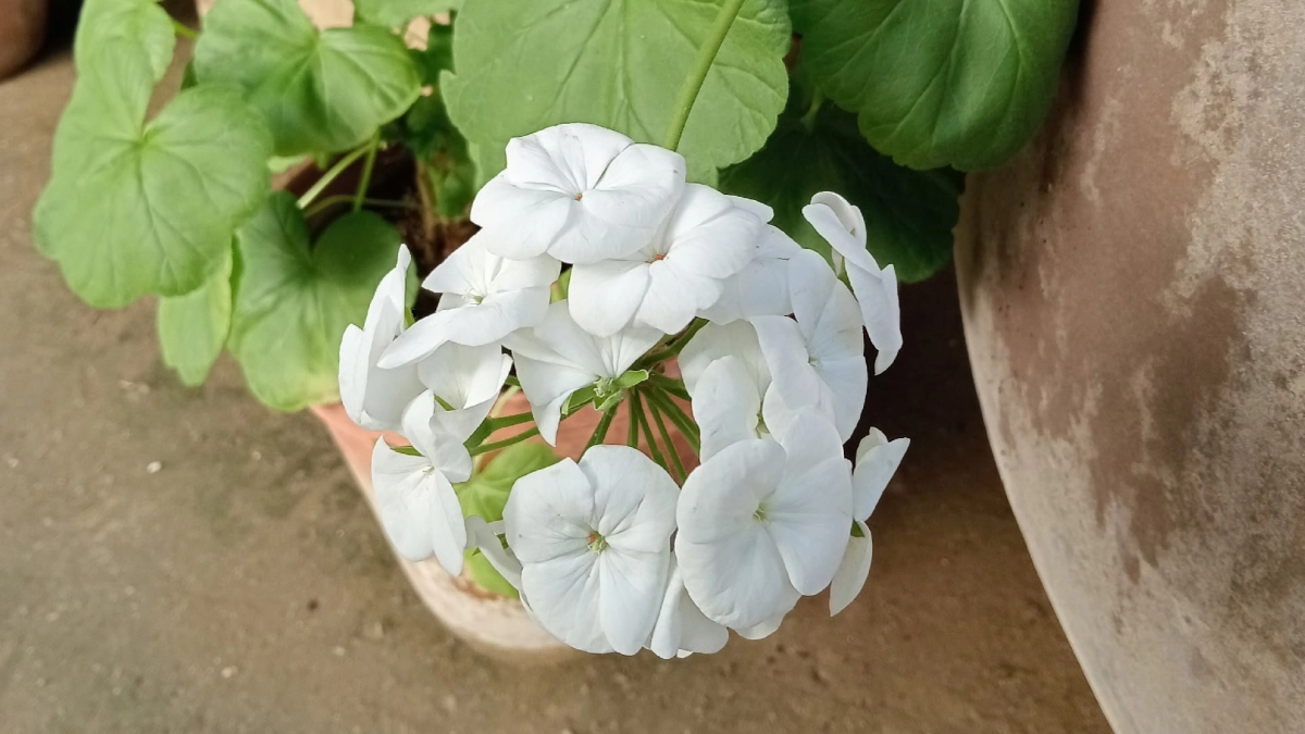 Секрет пышной герани: простая схема подкормки в апреле, которую используют профи