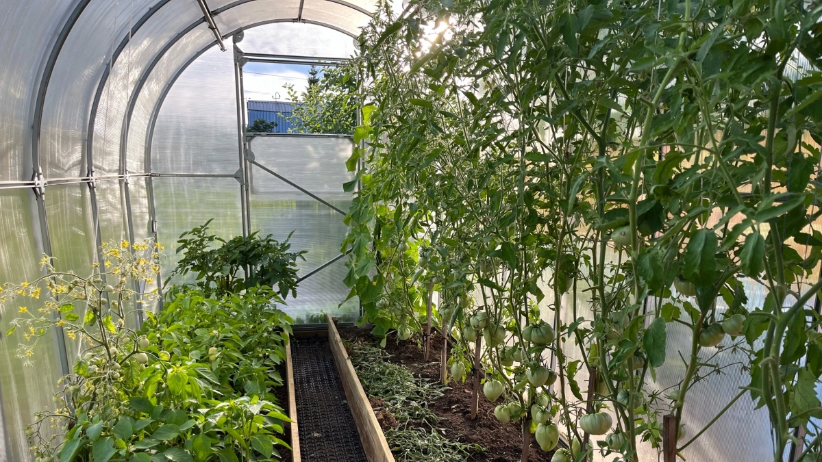 Когда сеять в теплицу: главный показатель, который игнорируют дачники