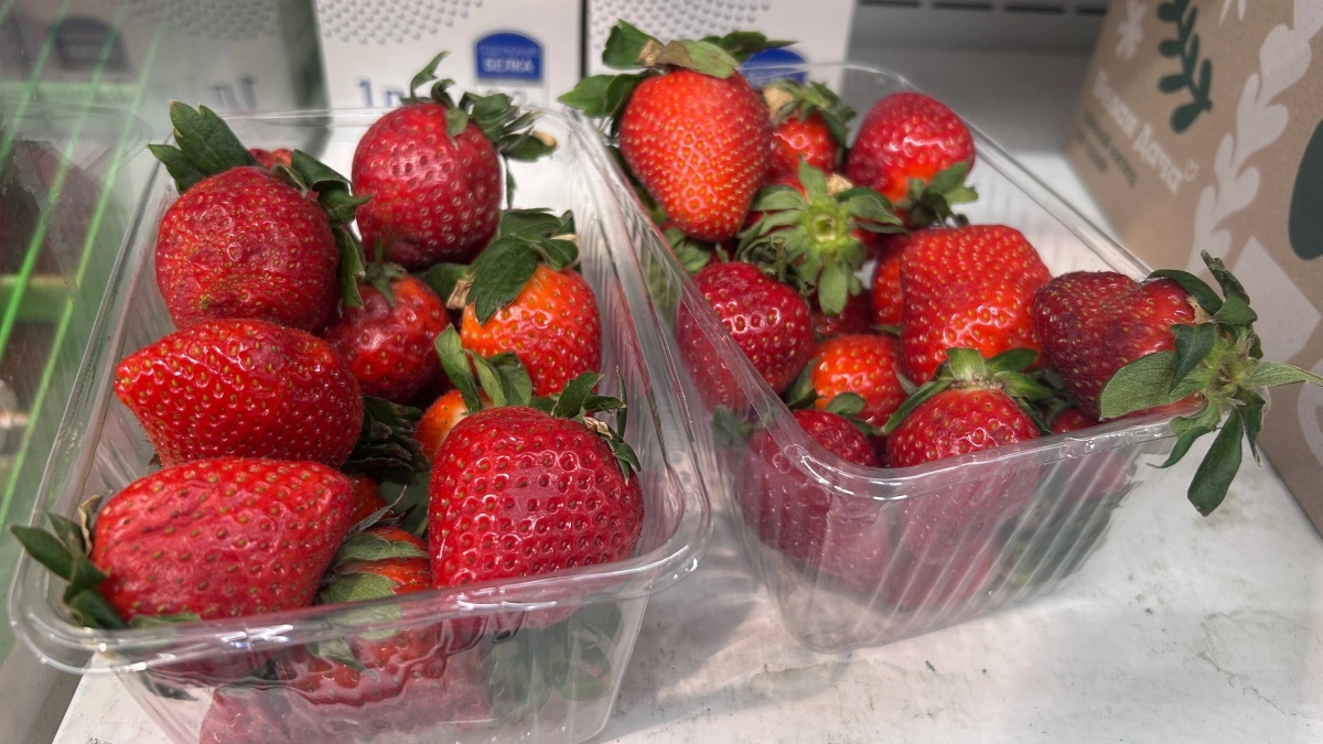 Чем подкормить клубнику после схода снега: агрономы раскрыли секрет сладких, крупных ягод и высокого урожая