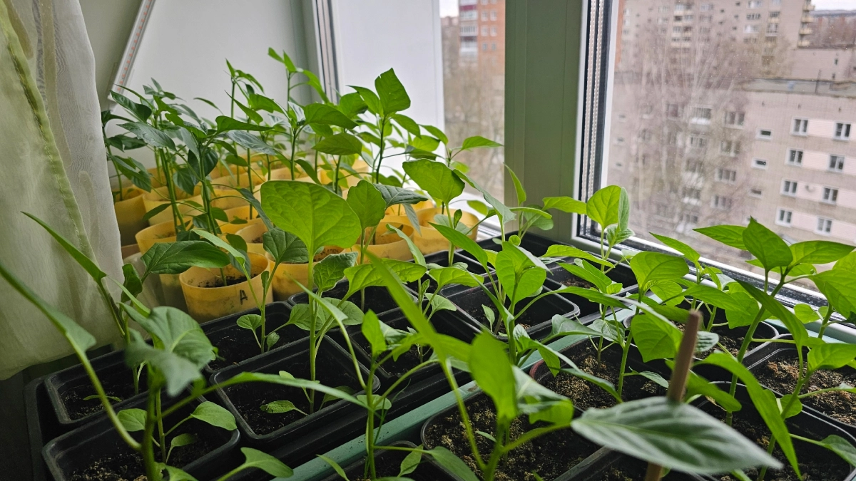 Китайская чудо-подкормка из чая: рассада получается просто загляденье — завариваю и поливаю, перцы и томаты жиреют на глазах