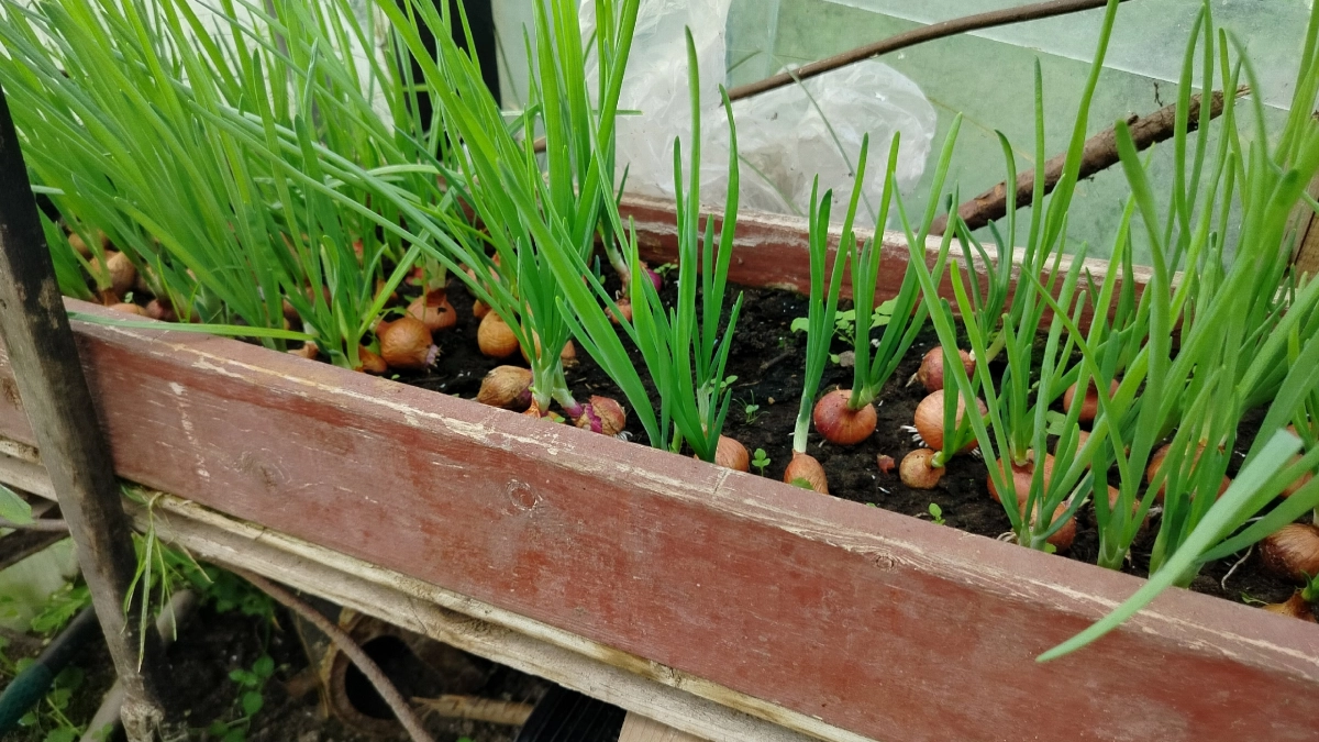 Я посадила лук без земли — ни грязи, ни чёрных подоконников, а зелень растёт быстрее, чем обычно