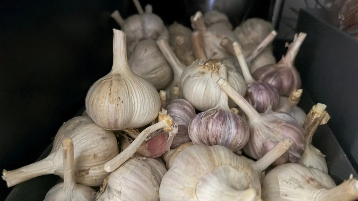 Секрет гигантского чеснока, о котором молчат агрономы: подкормка из картофельных шкурок увеличивает головки в 3–4 раза