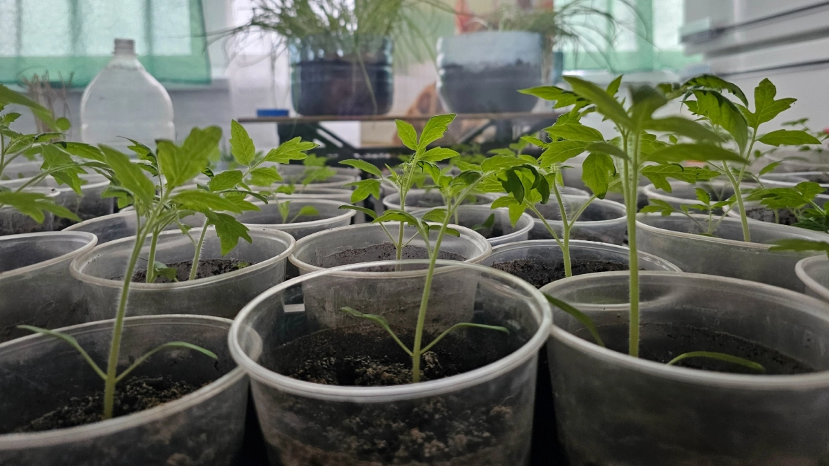 Счастлив до слёз: бабушка научила, как поливать рассаду томатов — теперь стебли толще пальца, а урожай — загляденье