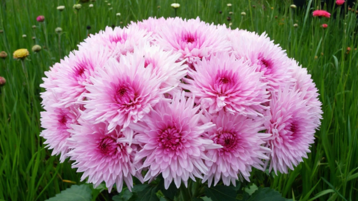 Лучшие бордюрные цветы: 20 красивых многолетников для бордюров, которым требуется минимальный уход