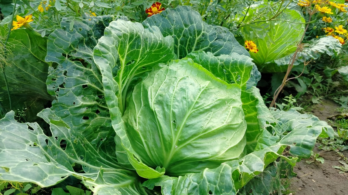 Зачем хозяйки кладут монетку в капусту при варке: простой трюк, о котором знают лишь "избранные" хозяйки