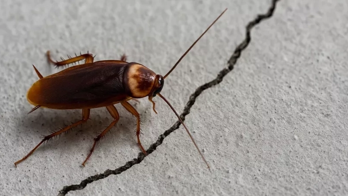 Как избавиться от тараканов без химии: простой способ, который работает быстрее дорогих средств