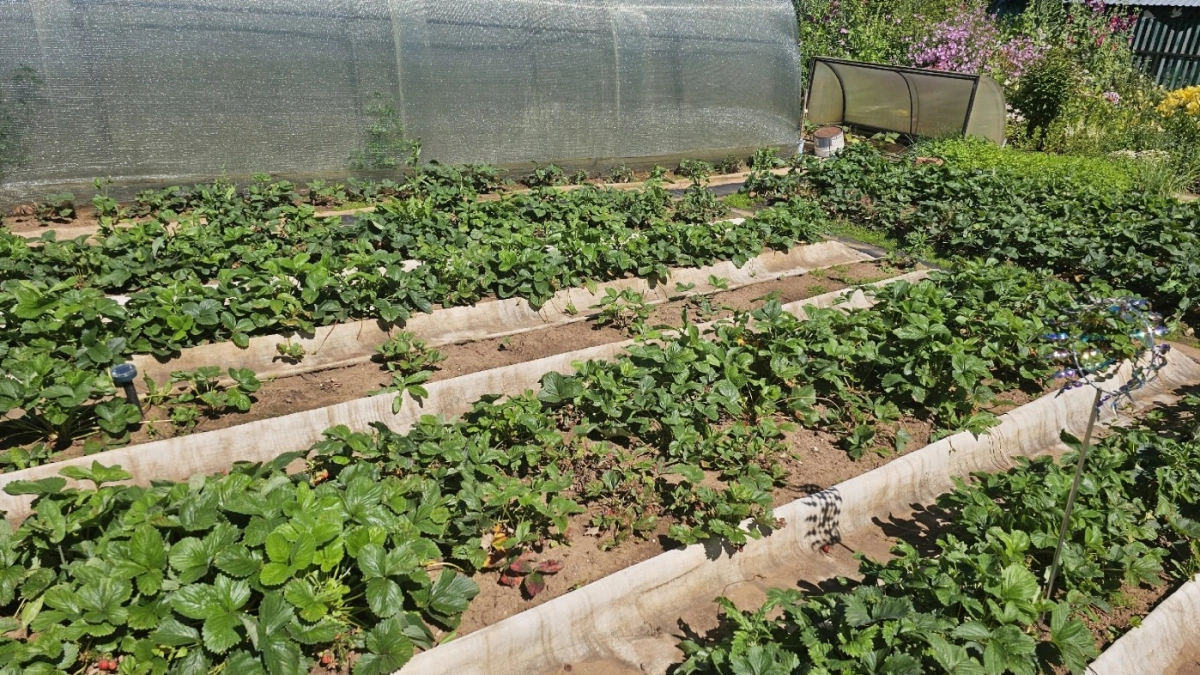 Бетон для дачных дорожек в прошлом: 7 альтернатив, которые выбрали мудрые дачники 