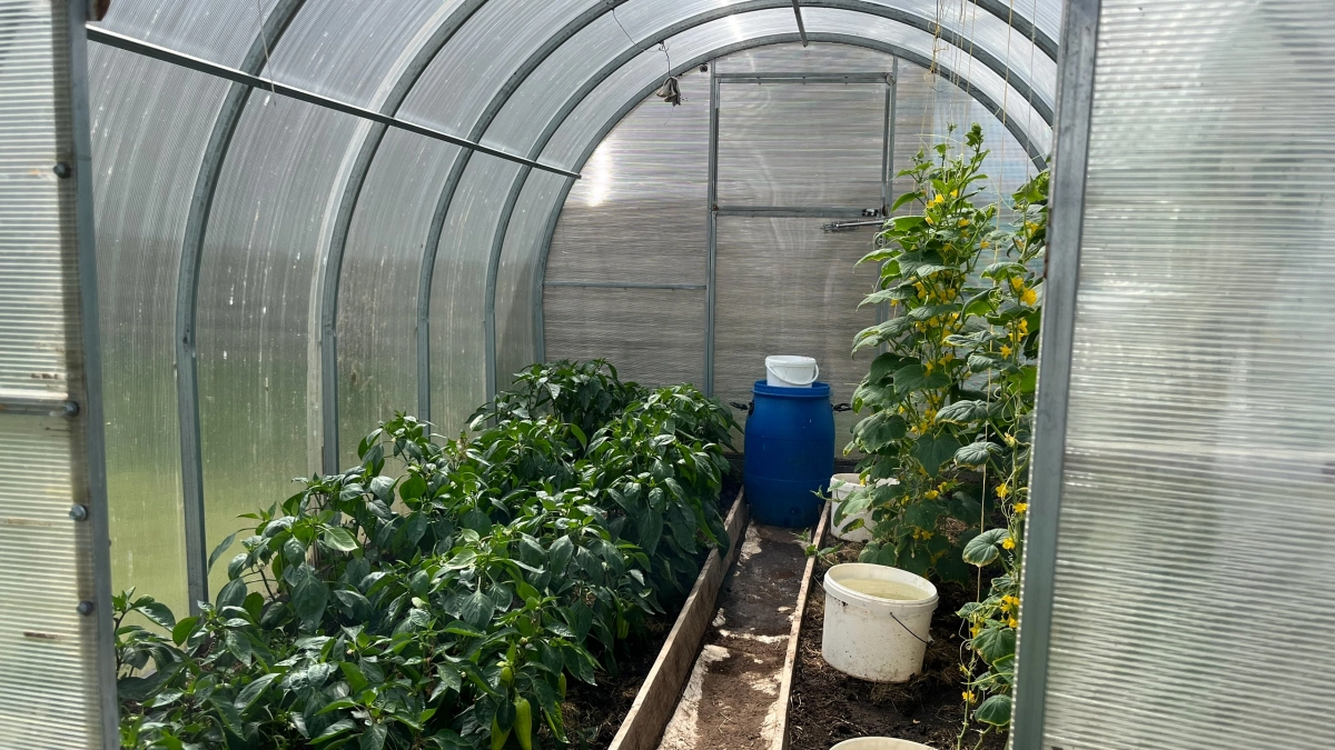 Вкопал в теплице 20 бутылок вместо капельного полива: корни томатов вырастают в три раза крепче и длиннее