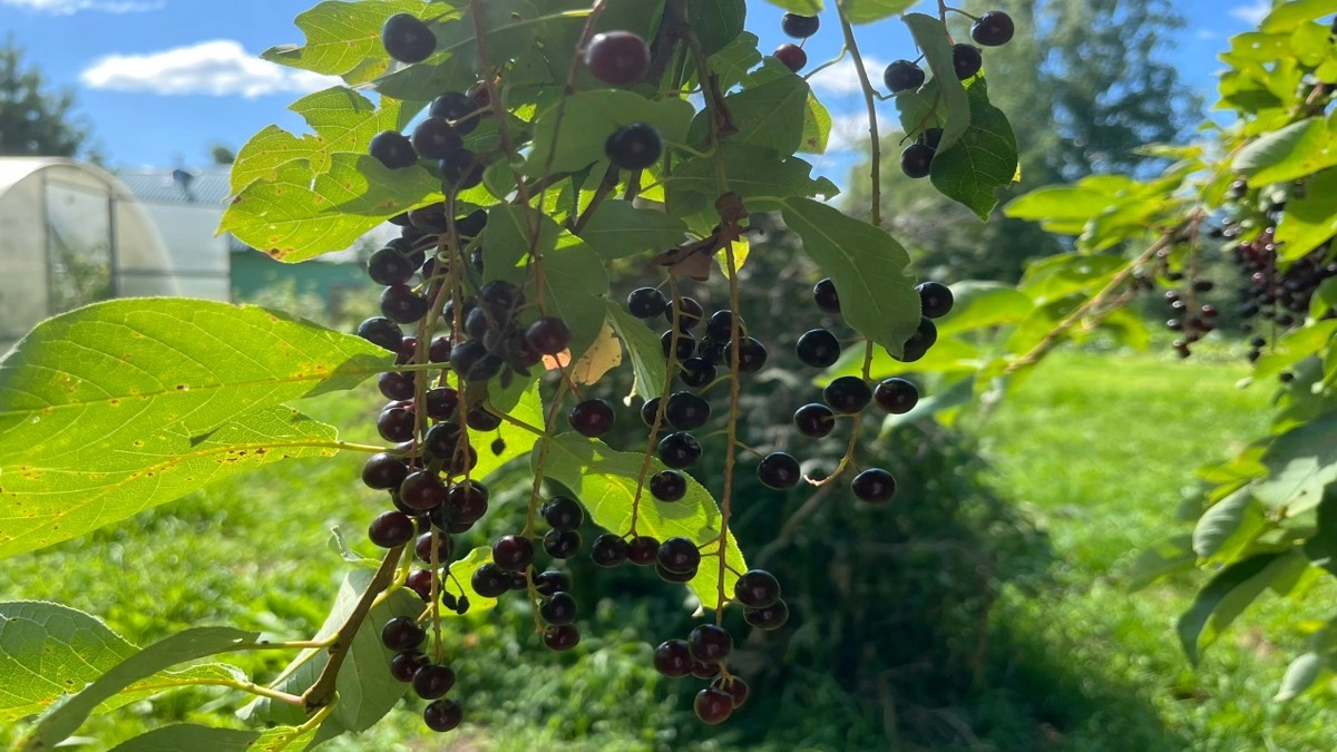 Три подкормки в нужный момент – и смородина каждый сезон гнётся до земли под тяжестью ягод. Большинство дачников делает только одну