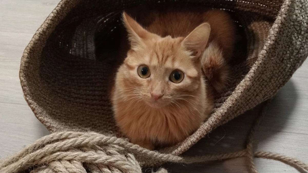 Почему кошка ложится на человека: простые причины, о которых мало кто задумывается