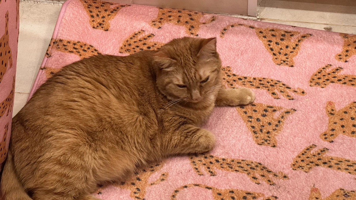 Брать кошку на дачу или оставить дома: как принять правильное решение без ошибок