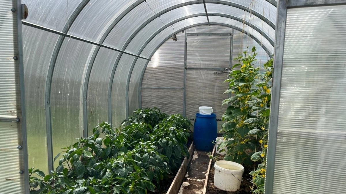 Поликарбонат ушел в прошлое: умные дачники выбирают другой материал для теплиц - он лучше во всем