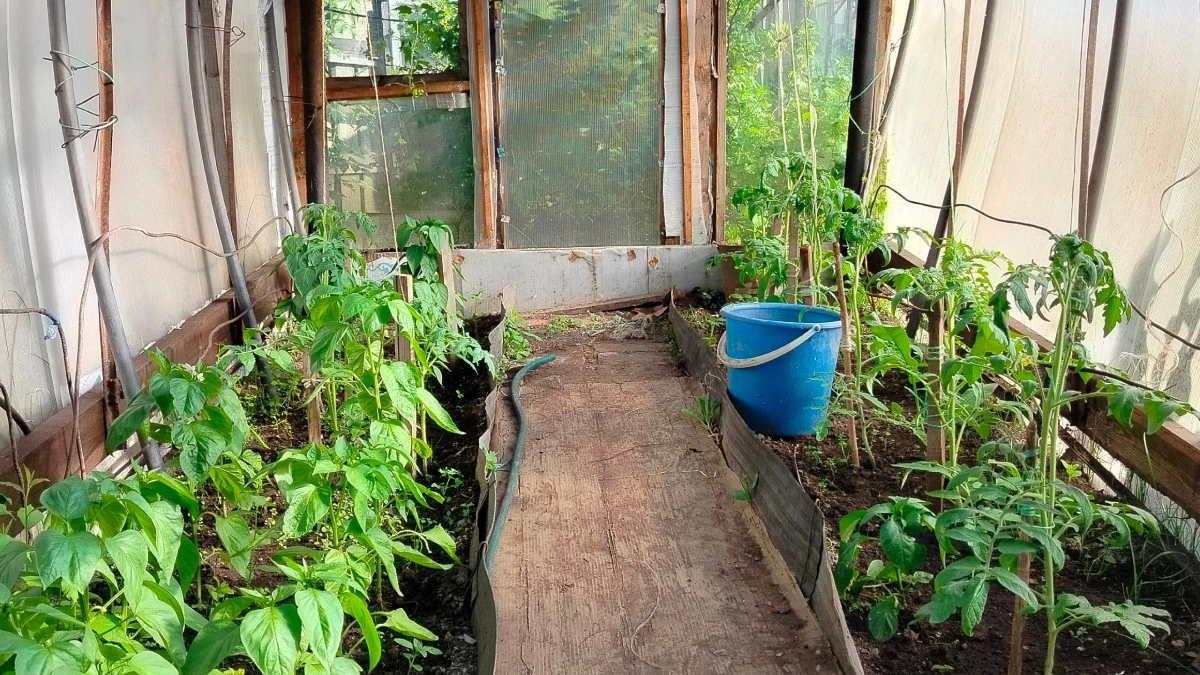  Сажаю томаты в холодную теплицу уже в апреле: 7 условий — все кусты прижились