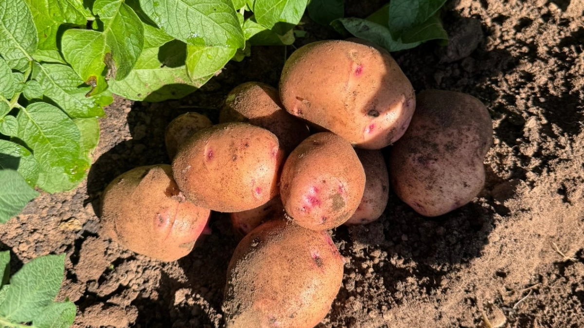 Засаживать огород картошкой больше не модно: дачники массово от нее отказываются - вот что выбирают