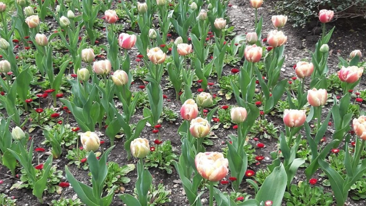 Многолетние цветы для сада: какие посадить, чтобы клумба цвела с февраля до октября