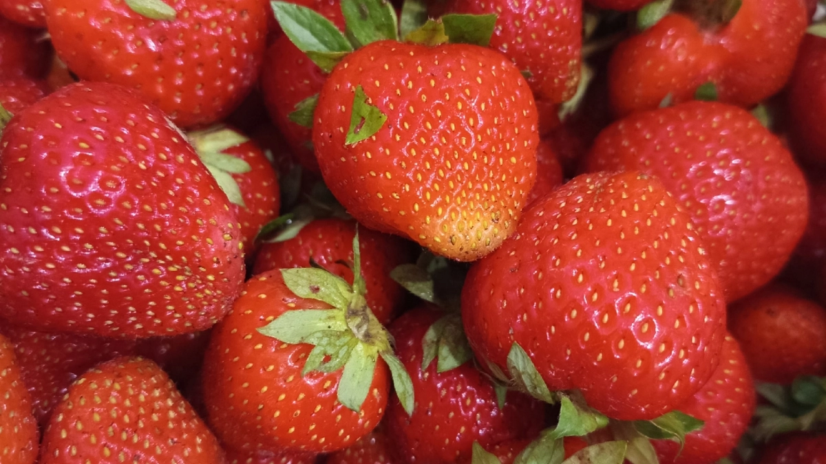 Подкормите этим средством клубнику: ягоды будут сладкие и крупные — всего 1 раз весной, и урожай удивит