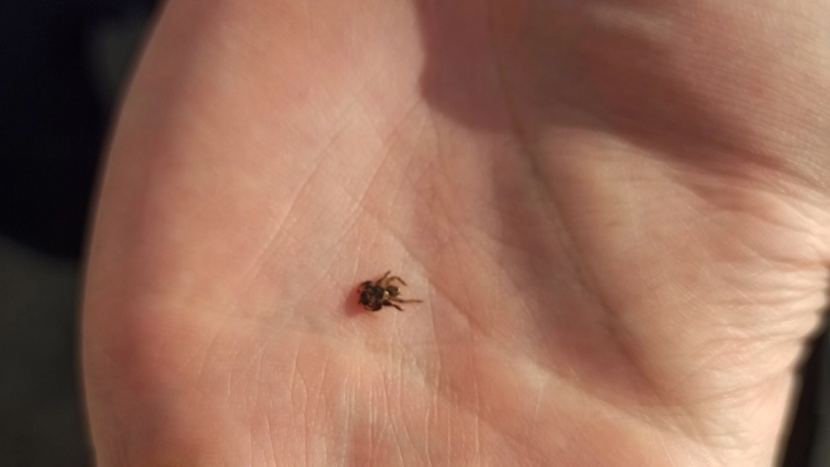 В Кировской области зафиксировали первые укусы клещей: как защитить себя от нападений паразитов?