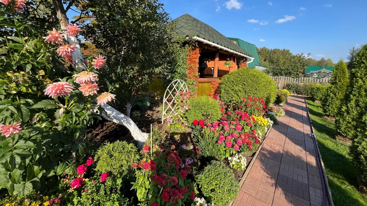 Посадил и забыл: 5 эффектных цветов для глинистой почвы, которые радуют красотой до самых морозов