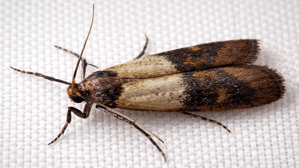 Семь насекомых и паукообразных, которые живут в каждой квартире – чем опасны и откуда берутся