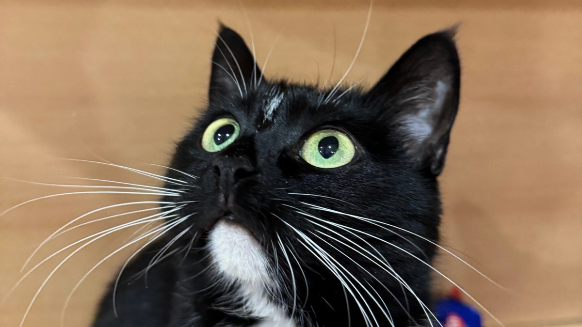 Поведение кошки, которое предупреждает о беде — запомните эти сигналы раз и навсегда