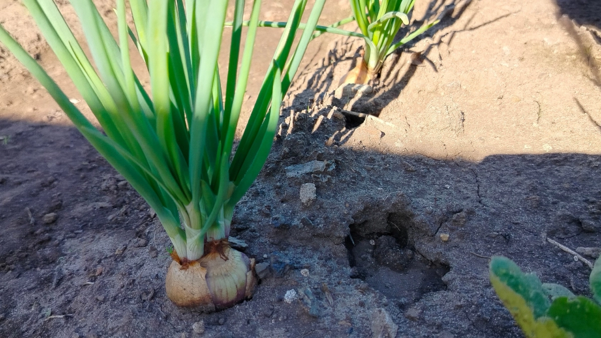 Пролила грядку весной — луковой мухи не видела весь сезон: ни одного пера не пожелтело