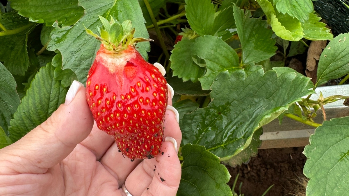 Раньше клубника мельчала, теперь размером с кулак и еще сочная: добавляю это перед цветением и вижу разницу