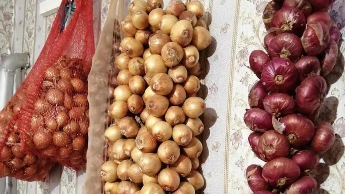 8 лет подряд получаю лук по полкило: голландский метод проращивания, который я держу в секрете от соседей