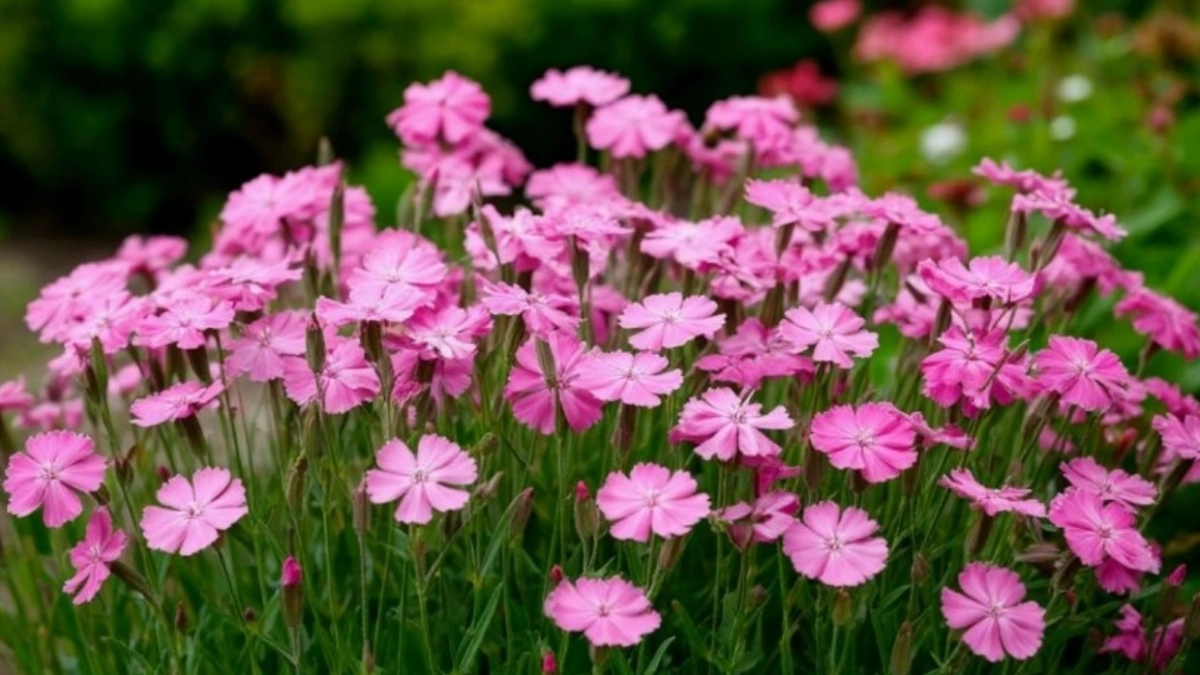 Эффектный сад: 6 цветов, которые будут украшать участок с мая до жгучих морозов - выбирайте любой и наслаждайтесь