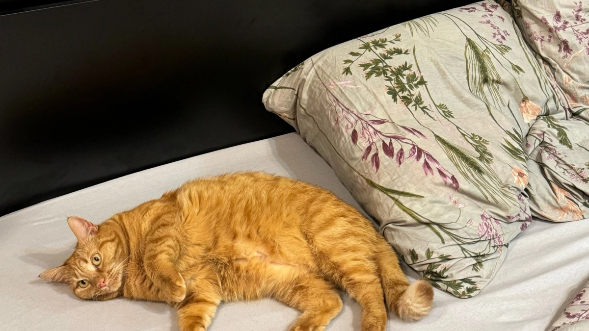 Инструкция для любителей свежих подушек: 5 минут — и никакого запаха пота. Узнала хитрость только в 40 лет 