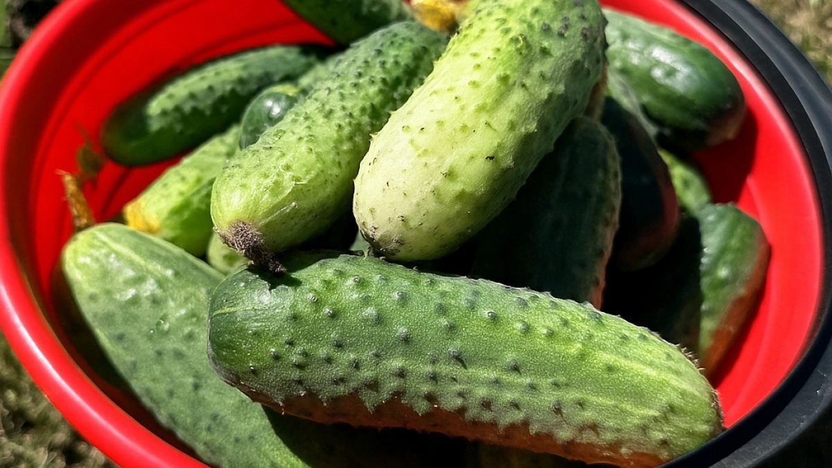 Огурцы не любят это 11 вещей, а вы теряете урожай: запомните и будете собирать ведрами