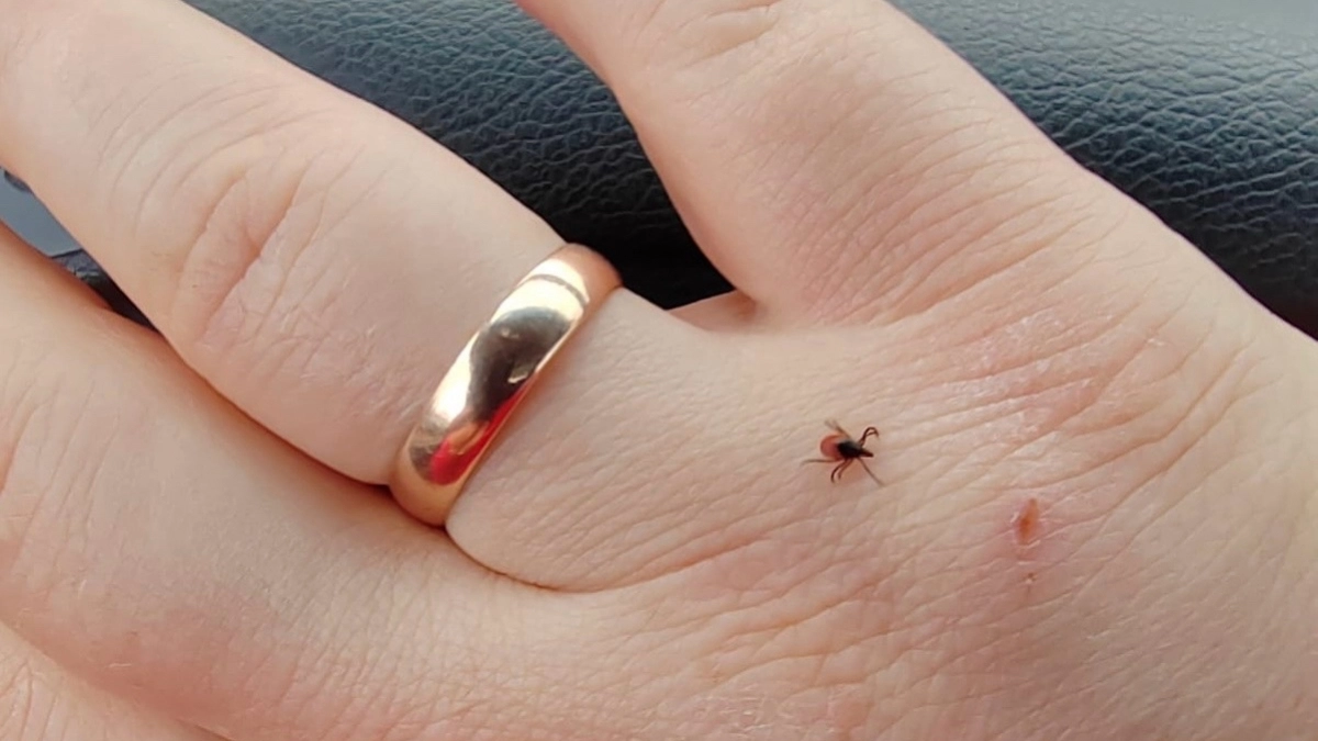 Весной - 2 капли на одежду для защиты от клещей: защищают 24 часа, безопасны для детей