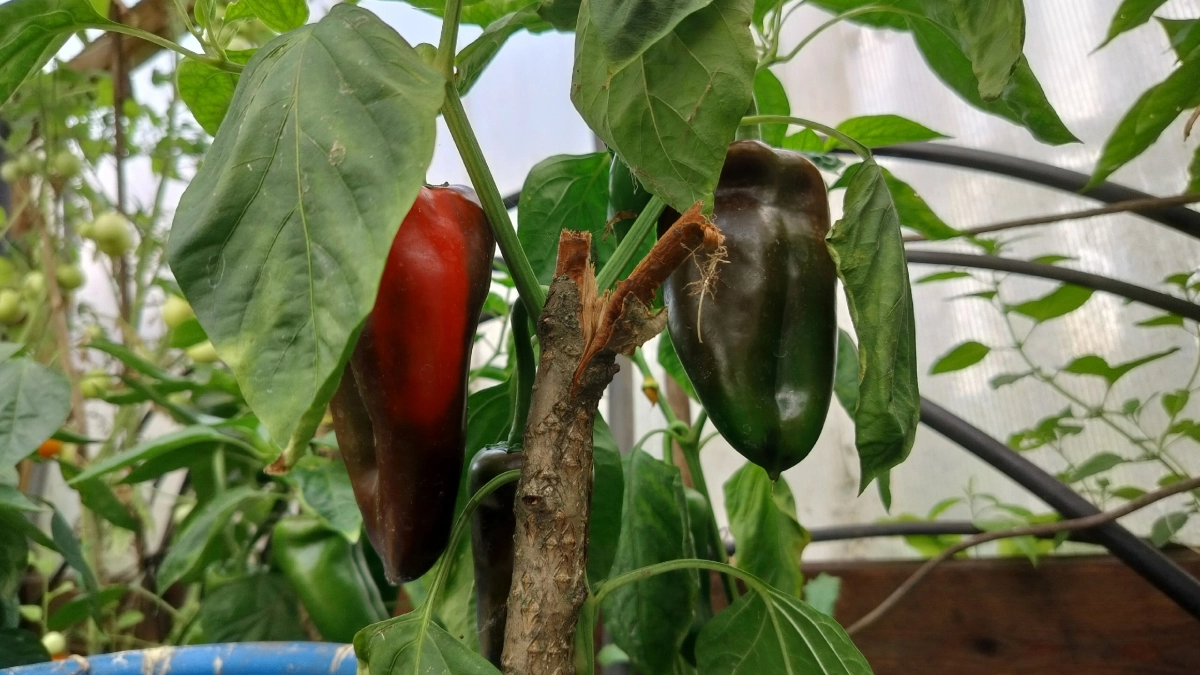 Жаль, что раньше не знал, как подкармливать перец, чтобы он вырос крупным и мясистым и вкусным: мой личный опыт