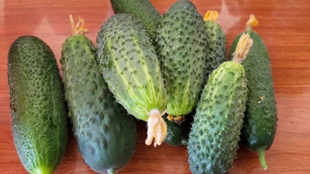 «Кормлю» огурцы содой, собираю по 11-13 кг плодов с каждого куста — простой раствор, который продлевает урожай до осени