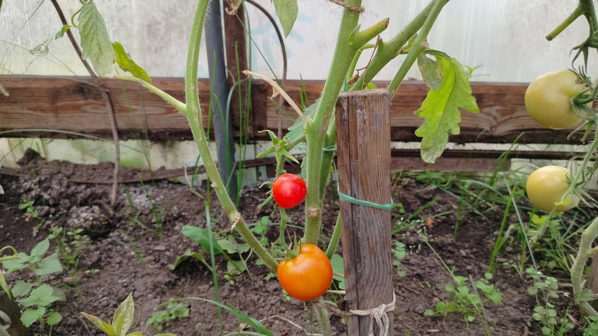 Что добавить в лунку при посадке томатов — мой способ, который экономит летние подкормки и даёт стабильный урожай