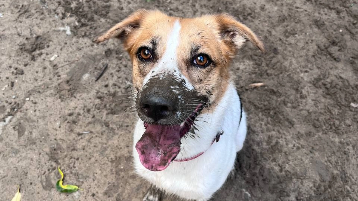 Собака виляет хвостом, но настроение разное — как понять эмоции по направлению движения