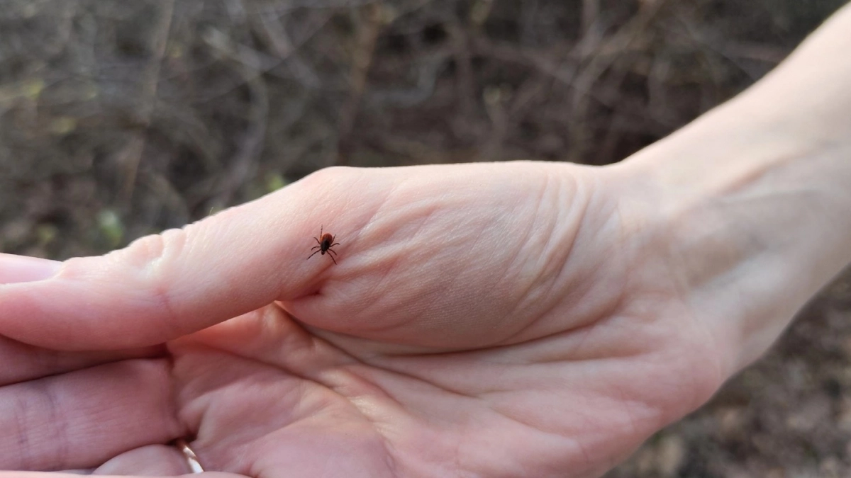 Клещи обходят за 2 км - нужна всего капля на одежду: безопасный метод, который подходит даже для детей