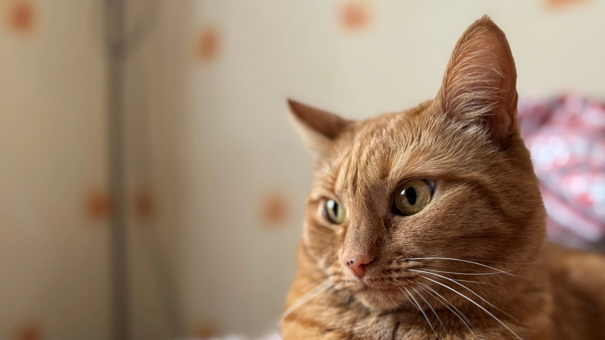 Учёные выяснили, каких людей на самом деле любят и уважают кошки — и это не те, кто их подкармливает