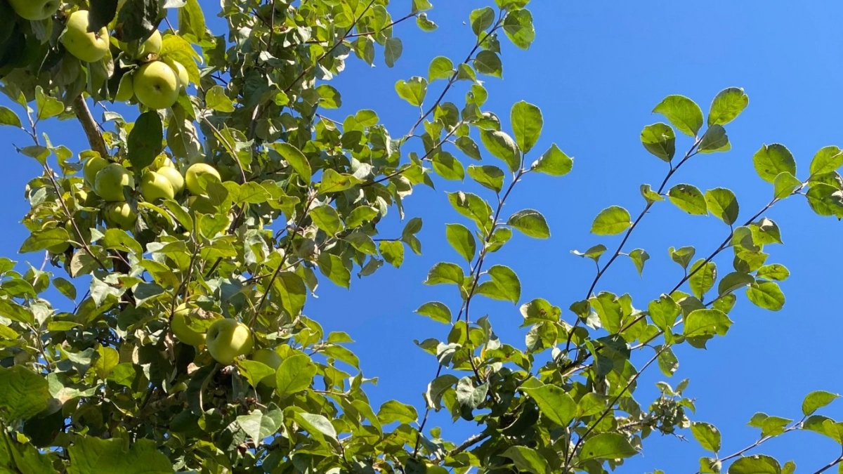 В СССР яблони подкармливали только так: 4 удобрения стоят копейки, зато ветки ломятся от урожая