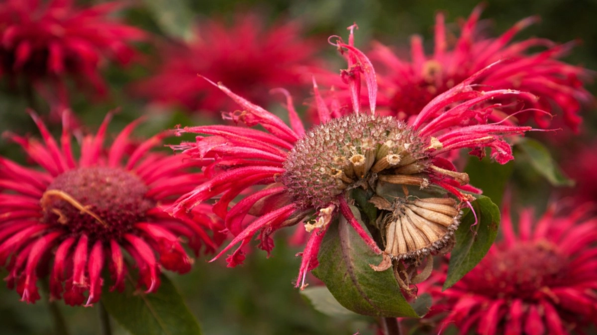 Шесть многолетних цветов, которые быстро разрастаются, легко размножаются и не требуют особого ухода