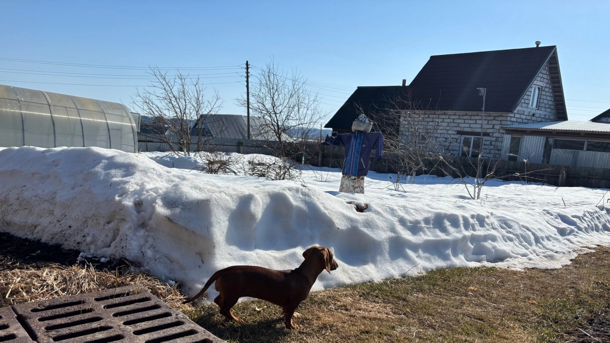 В апреле заехали на дачу — стены в пятнах: что делать сразу, чтобы остановить плесень