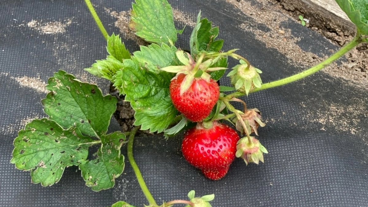 Почему у меня на клубнике было мало ягод: 3 майские ошибки, которые я сама долго не замечала