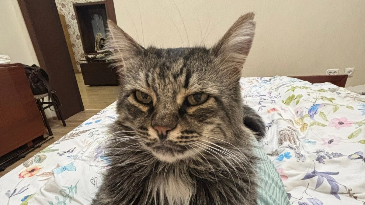 Почему кошки не доедают еду в миске: скрытая причина, о которой не знают владельцы