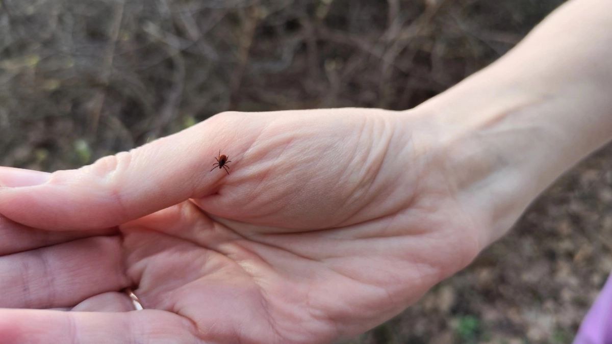 Ученые поставили точку - вот где обитают самые опасные клещи: лес только на втором месте