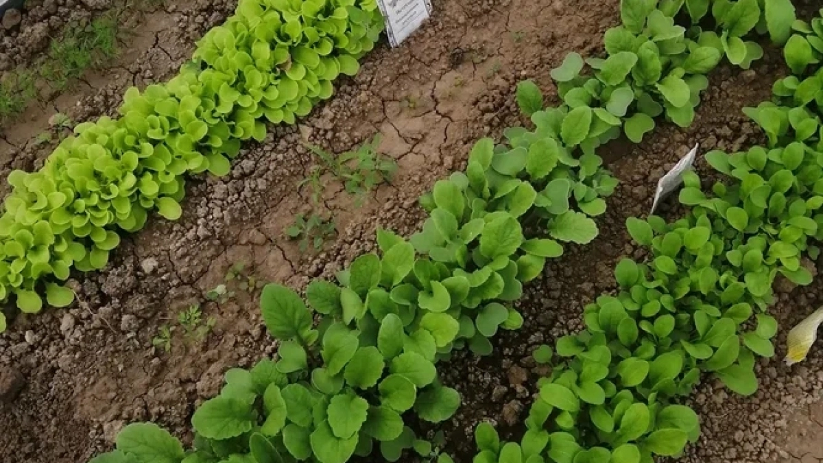 До 20 апреля осталось всего ничего: 7 холодостойких культур, которые я всегда сею первой — и не жалею