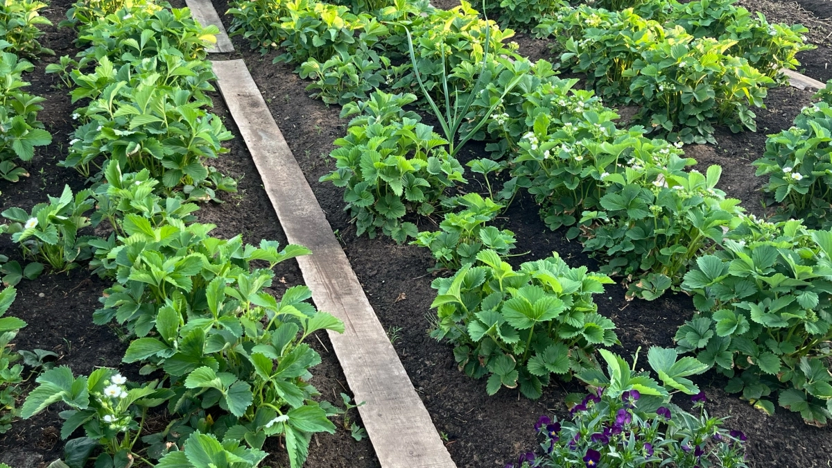 В апреле и мае делаю это с клубникой: два «сиропа», после которых кусты ломятся от крупных и сладких ягод