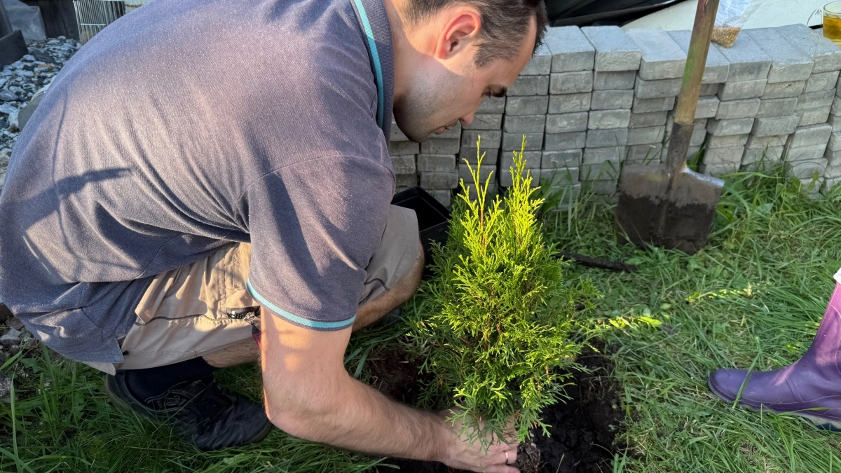 Туи на дачах уходят в прошлое: чем их заменяют опытные садоводы - не гниют и не желтеют