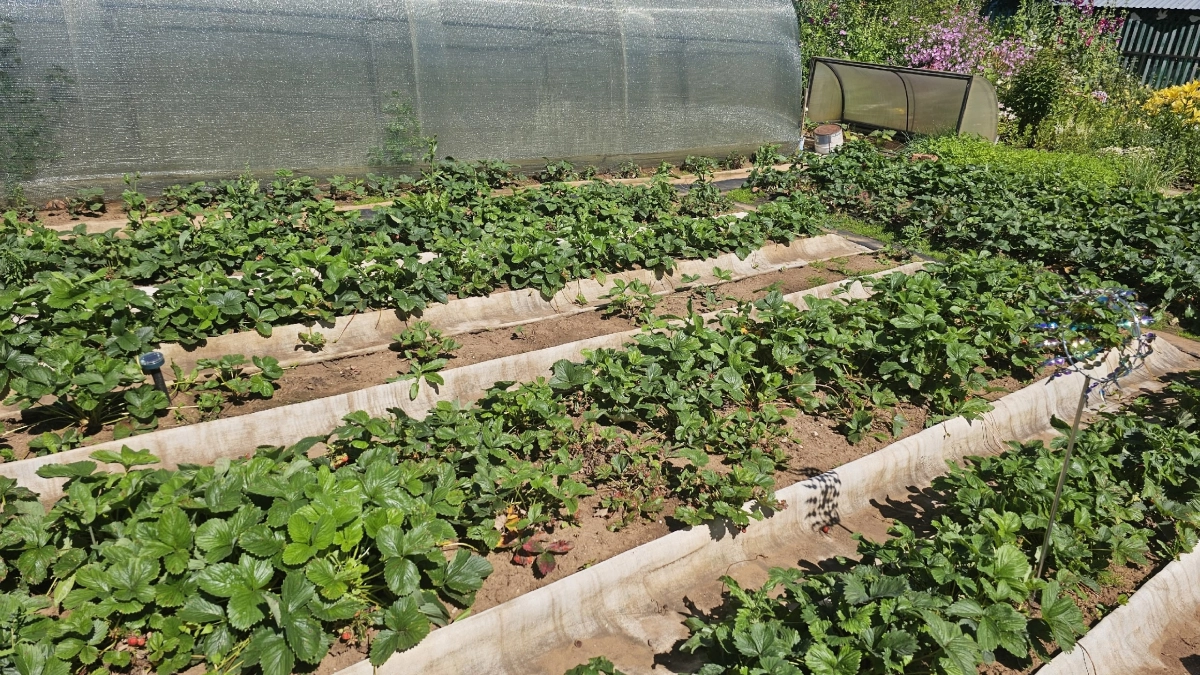 Я больше не выдёргиваю крапиву и одуванчики: как «сорняки» сделали мой сад сильнее и сократили уход