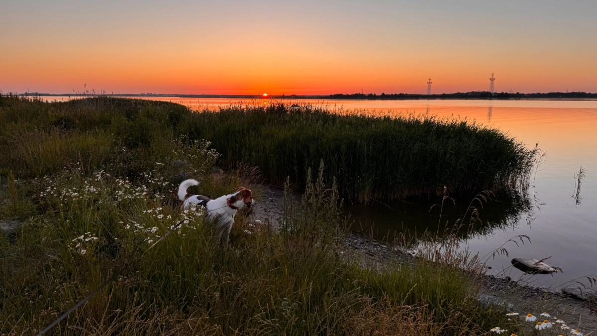 Лето 2026 в России: где будет жара до +35 и какие регионы накроют дожди - синоптики обновили прогноз